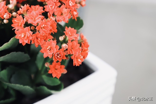 5度花草会冻死吗,5度以下不可露养的多肉