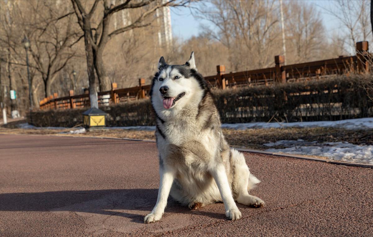 新手养狗千万别养哈士奇,是不是第一次养狗不要养哈士奇