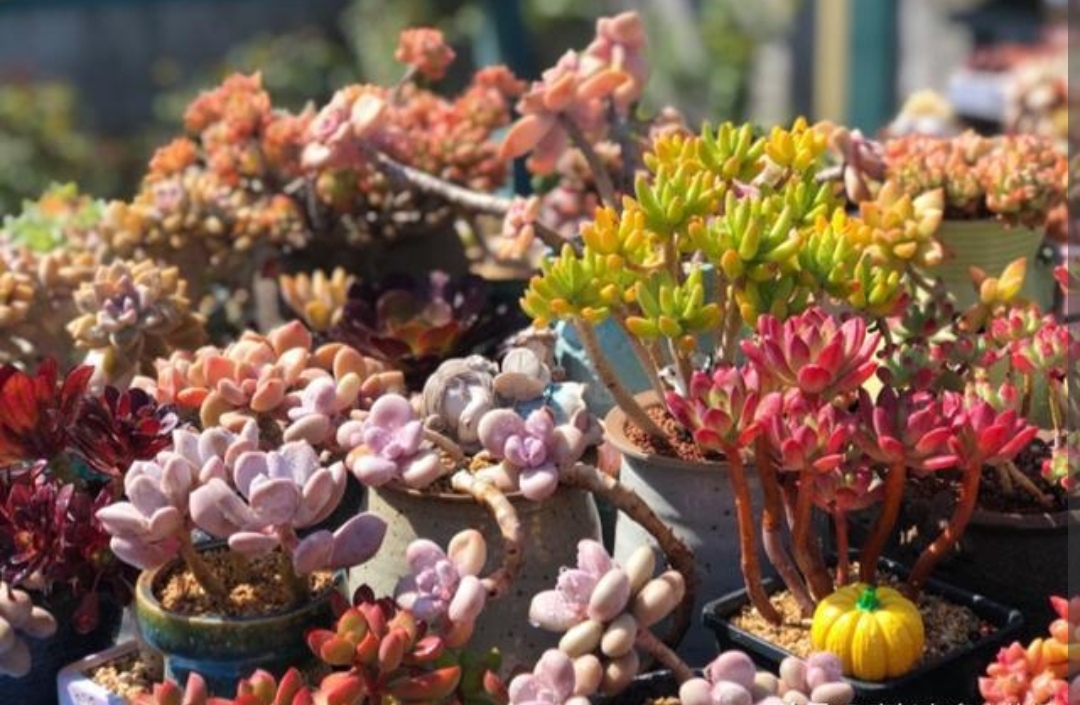 家里的多肉都开花啦,家中的多肉开花啦