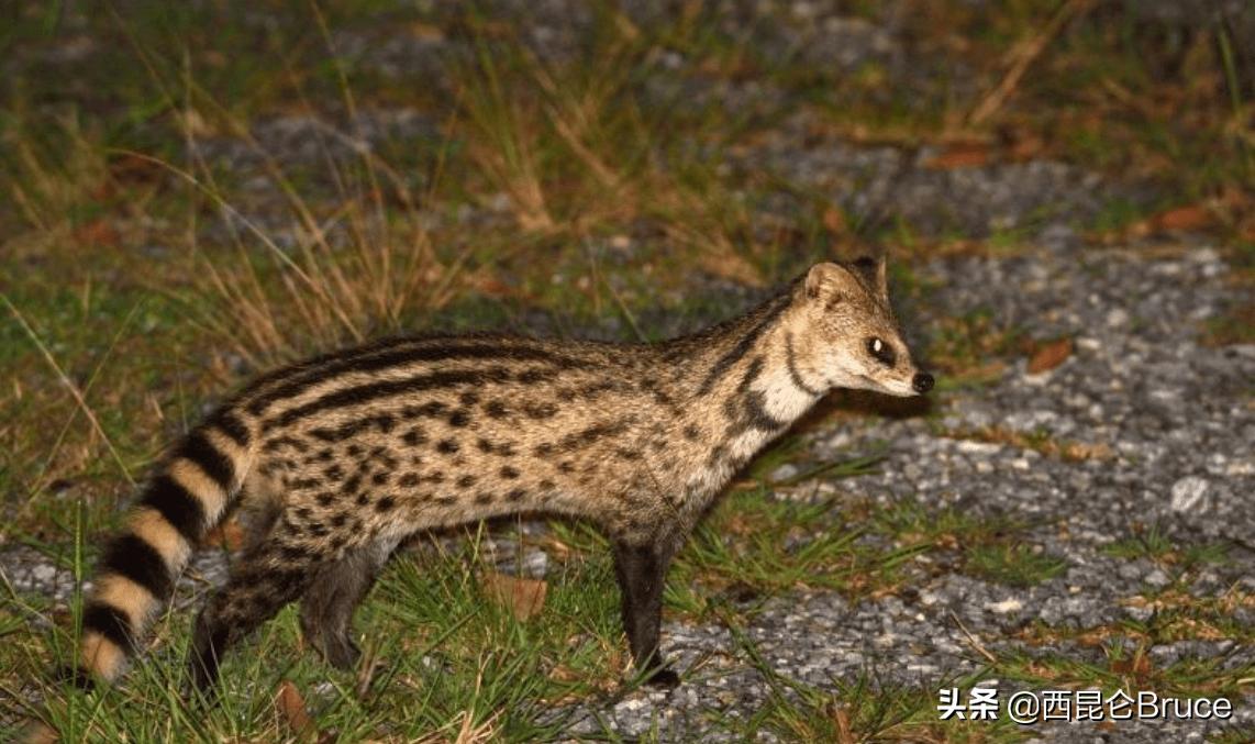 湖北神农架发现国家一级保护动物,宜昌出现国家一级保护动物猫