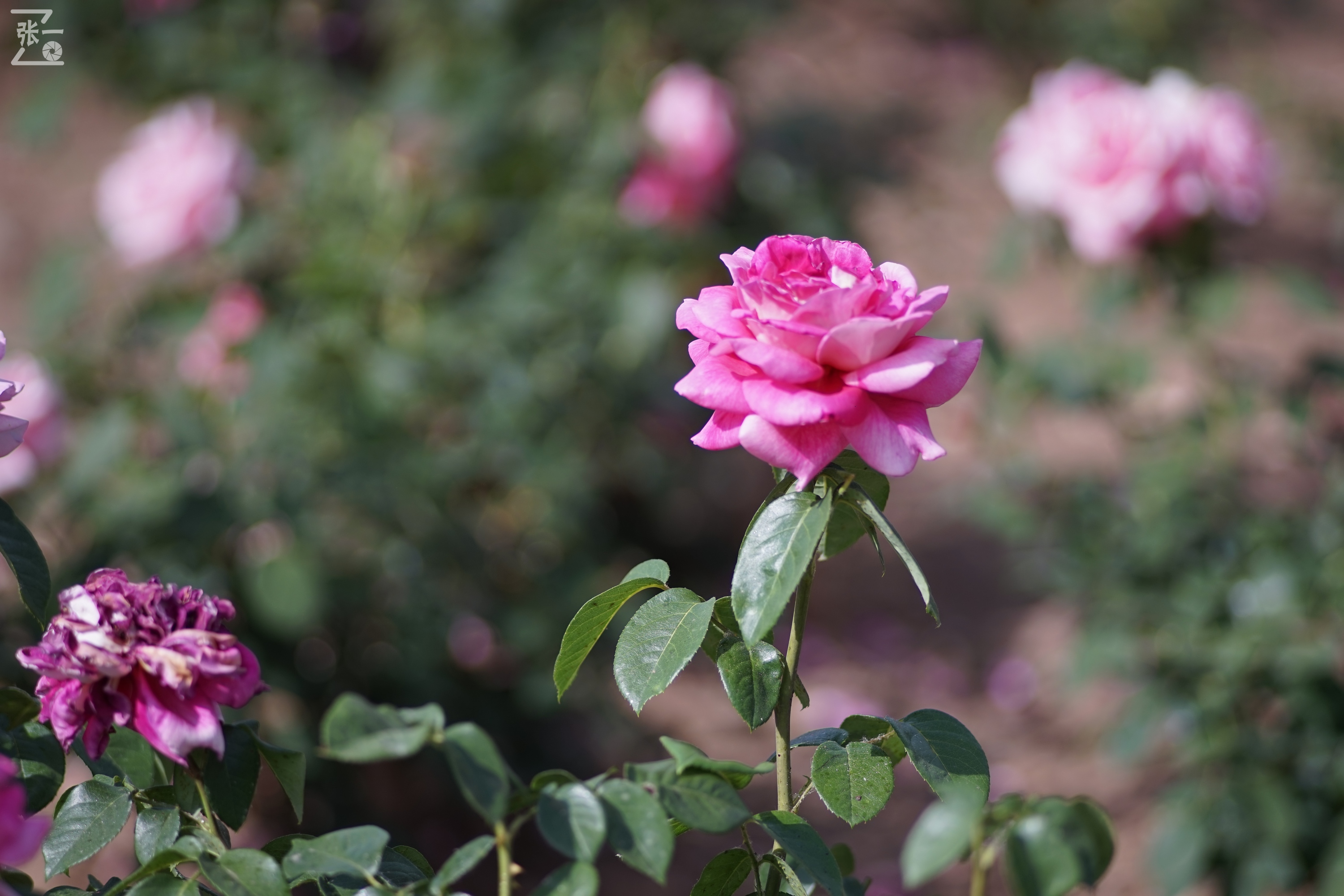 蔡司sonnar50毫米,蔡司sonnar镜头生产年份