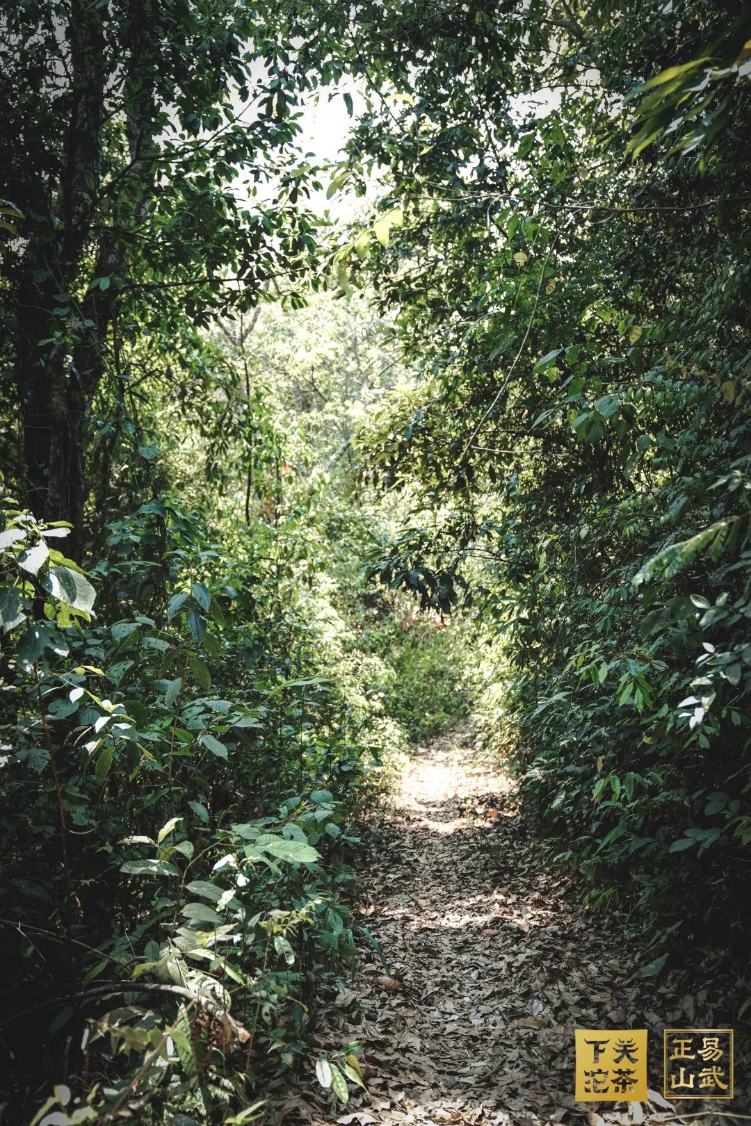 易武正山与易武乔木有何区别,正山小种茶农世家