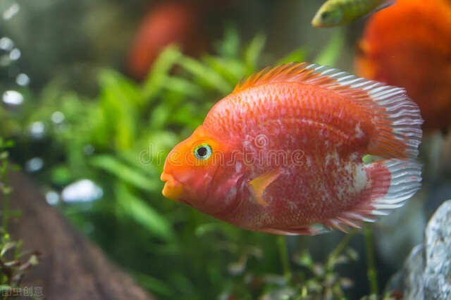 祝福朋友们虎年大吉年年发大财,祝福大家虎年大吉年年发大财