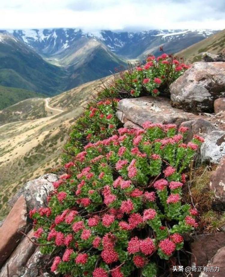 送你一朵大红花,给你一朵大红花音乐