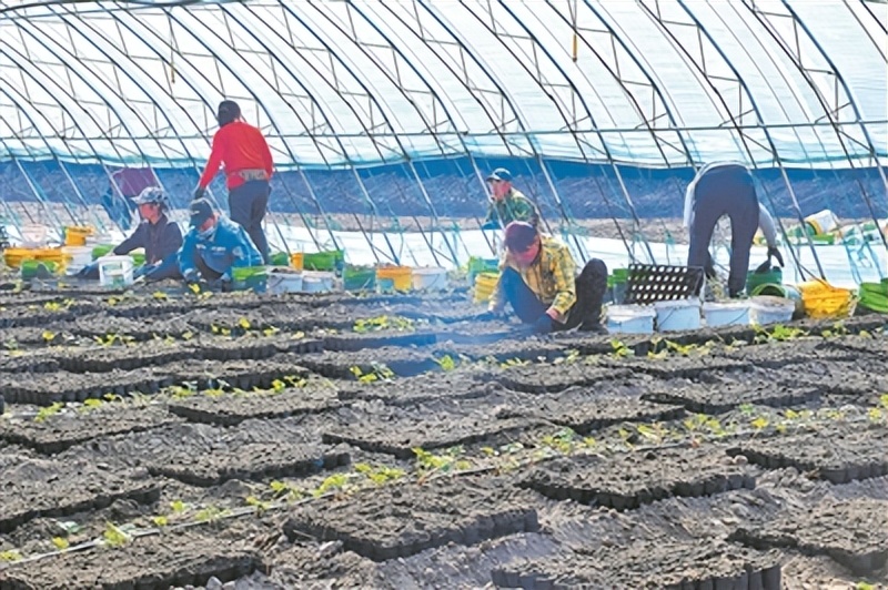 温室大棚推动乡村振兴,吉林市发展棚膜经济助力乡村振兴