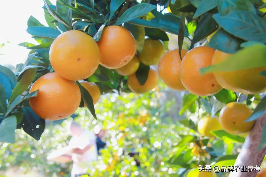 农参专访丨刘湘林：果子也能成股金！丹霞贡柑创新入股模式