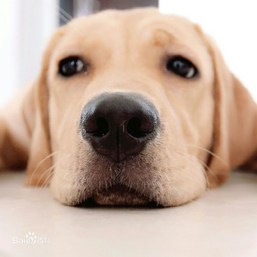 什么颜色的拉布拉多好,拉布拉多脚毛和身上毛颜色不一样