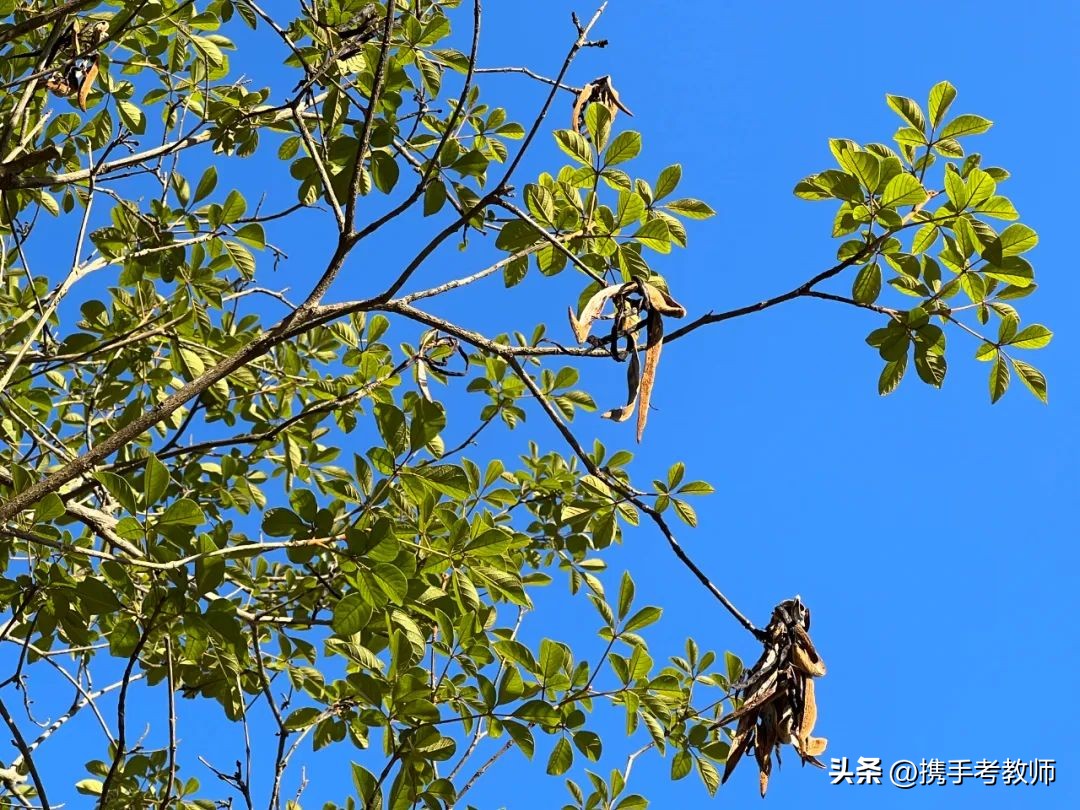 黄花风铃木品种介绍,黄花风铃木生长缓慢