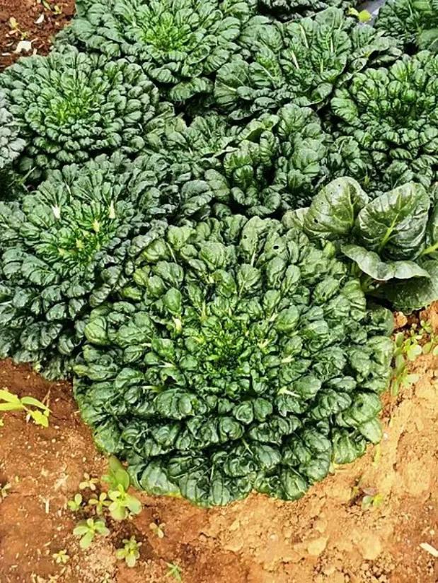 南京菊花脑是啥,南京的菊花脑是几月出来的