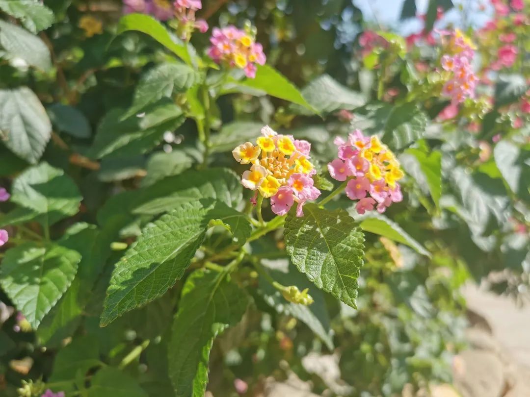 要啥偶像？你就是自己最好的榜样。一生向阳，何惧风霜！