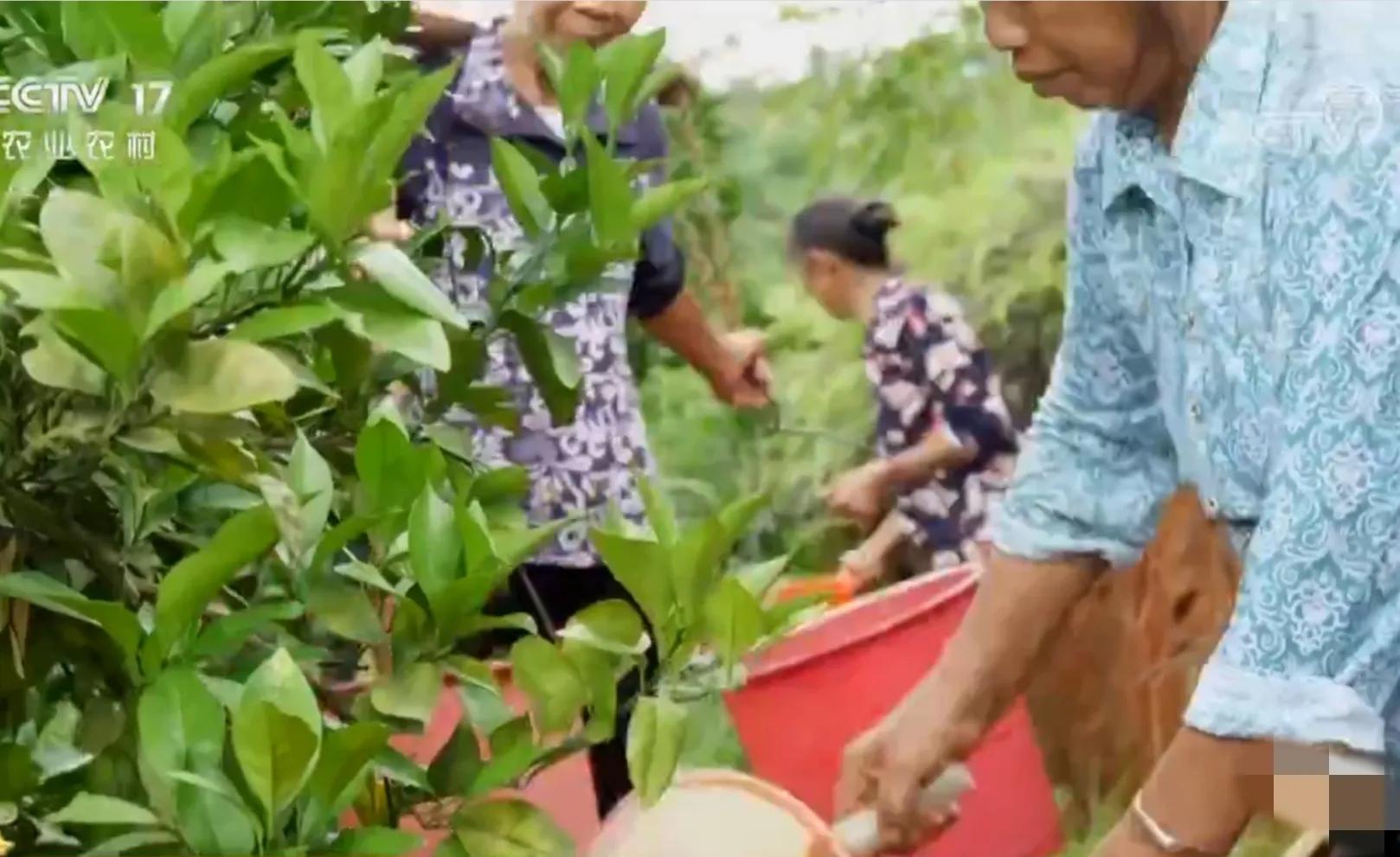 农村小伙承包80亩果园,90后小伙承包15亩果园养活3个孩子