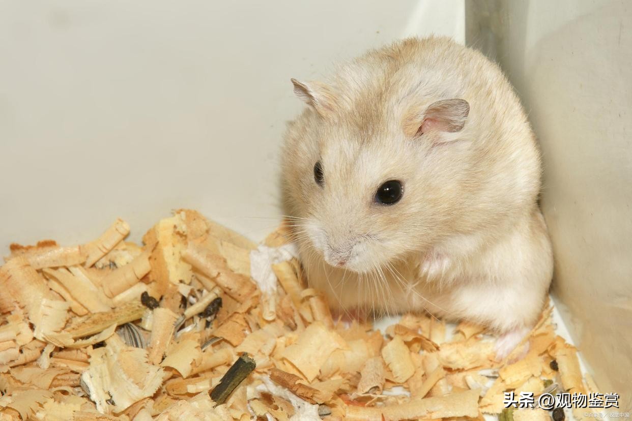 仓鼠为什么会吃木屑,仓鼠为什么可以在木屑里吃东西