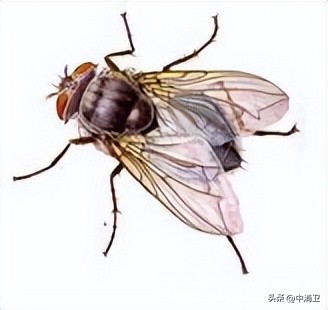 虫害控制的最新标准,虫害控制预防分哪几个阶段