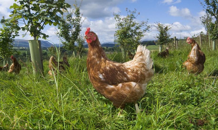 新诺明(多级增效)该如何组方?秒升数倍疗效