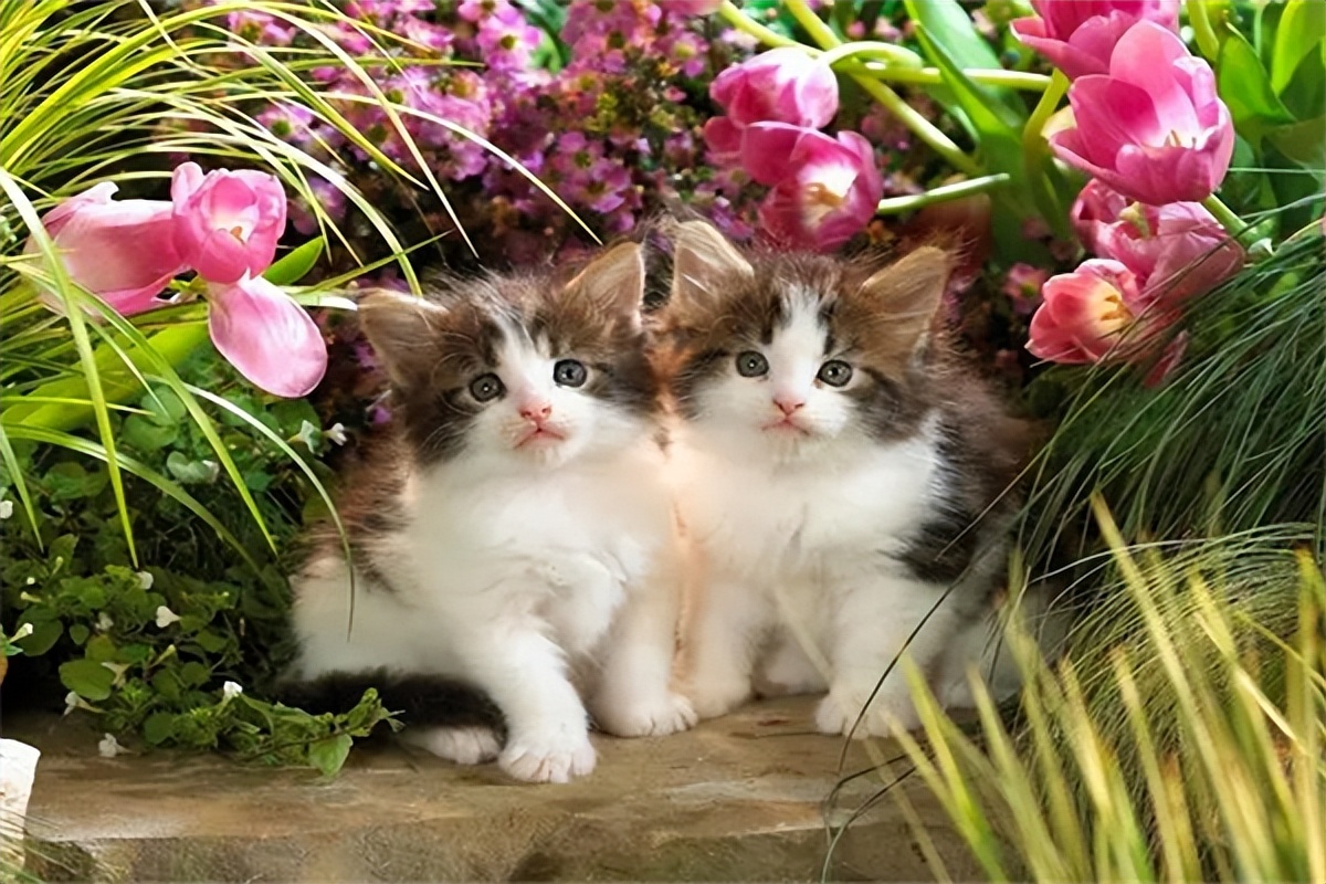 猫咪尿频每次就几滴怎么治疗,普安特宠物猫咪驱虫药