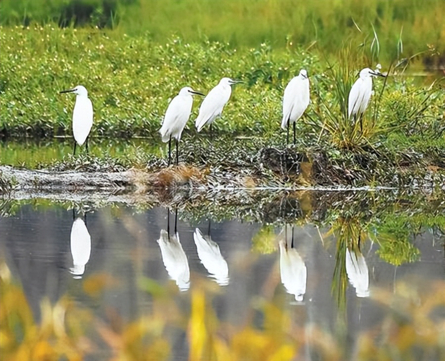 陇南高质量发展,陇南市绿色发展