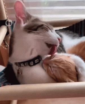 猫咪挑食只需一招,猫咪讨食小技巧