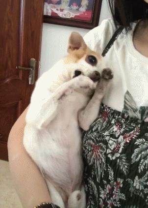 小型宠物吉娃娃好养吗,吉娃娃不建议养的狗有哪些