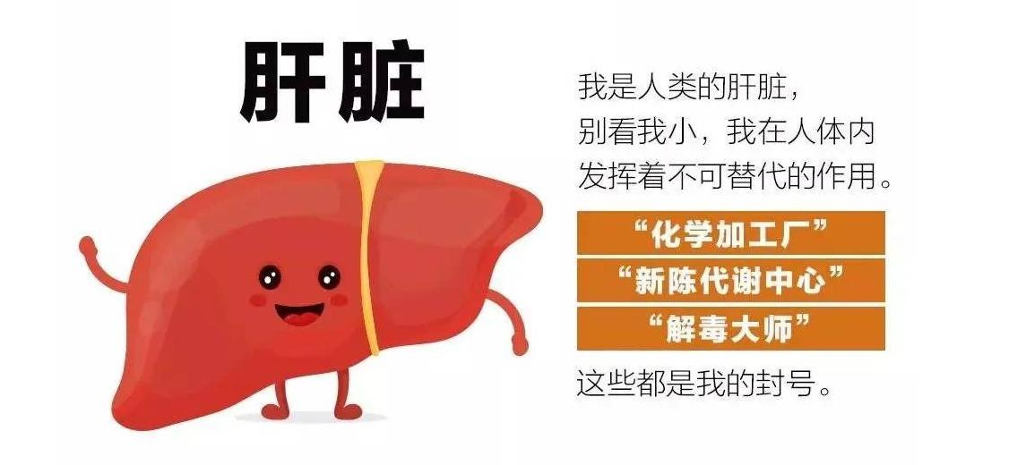 肝郁脾虚湿气重吃逍遥丸,怎么祛肝郁和湿气重