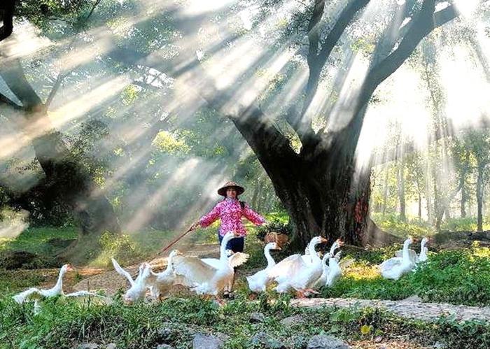 霞浦畲族农家乐,霞浦盐田农家乐