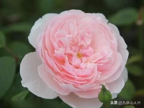 常见切花品种月季图片,丰花勤花爬藤月季品种有哪些