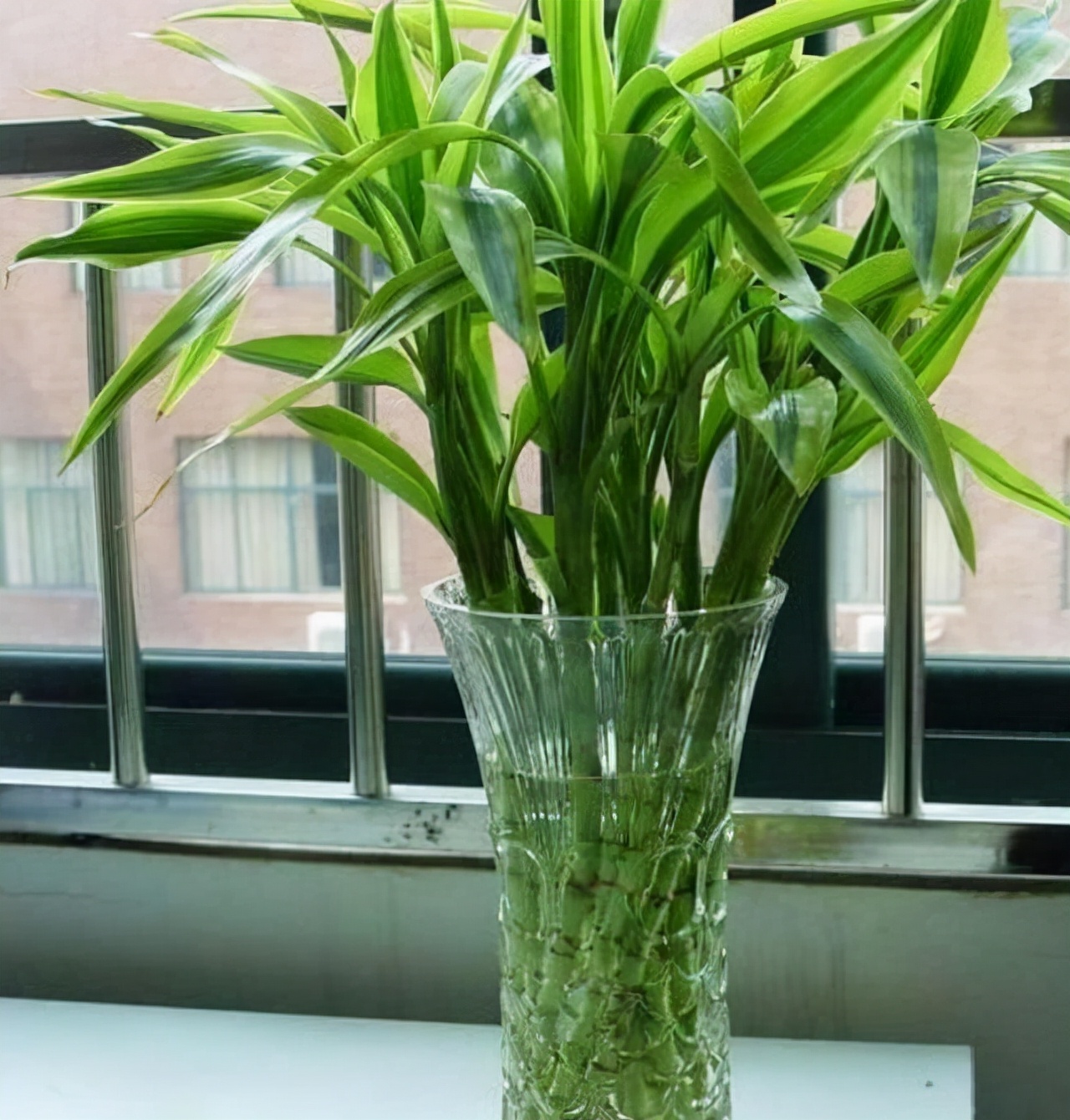 富贵竹养单不养双有这一说法吗,为什么富贵竹不可以乱养