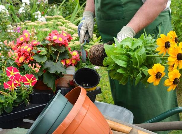刚移栽花卉如何浇水视频,移栽花卉的方法和注意事项