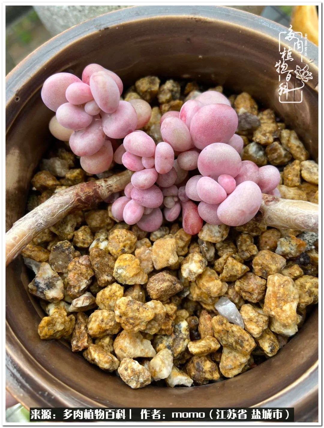 露养一个月的多肉图片,露养多肉春天外面过夜么