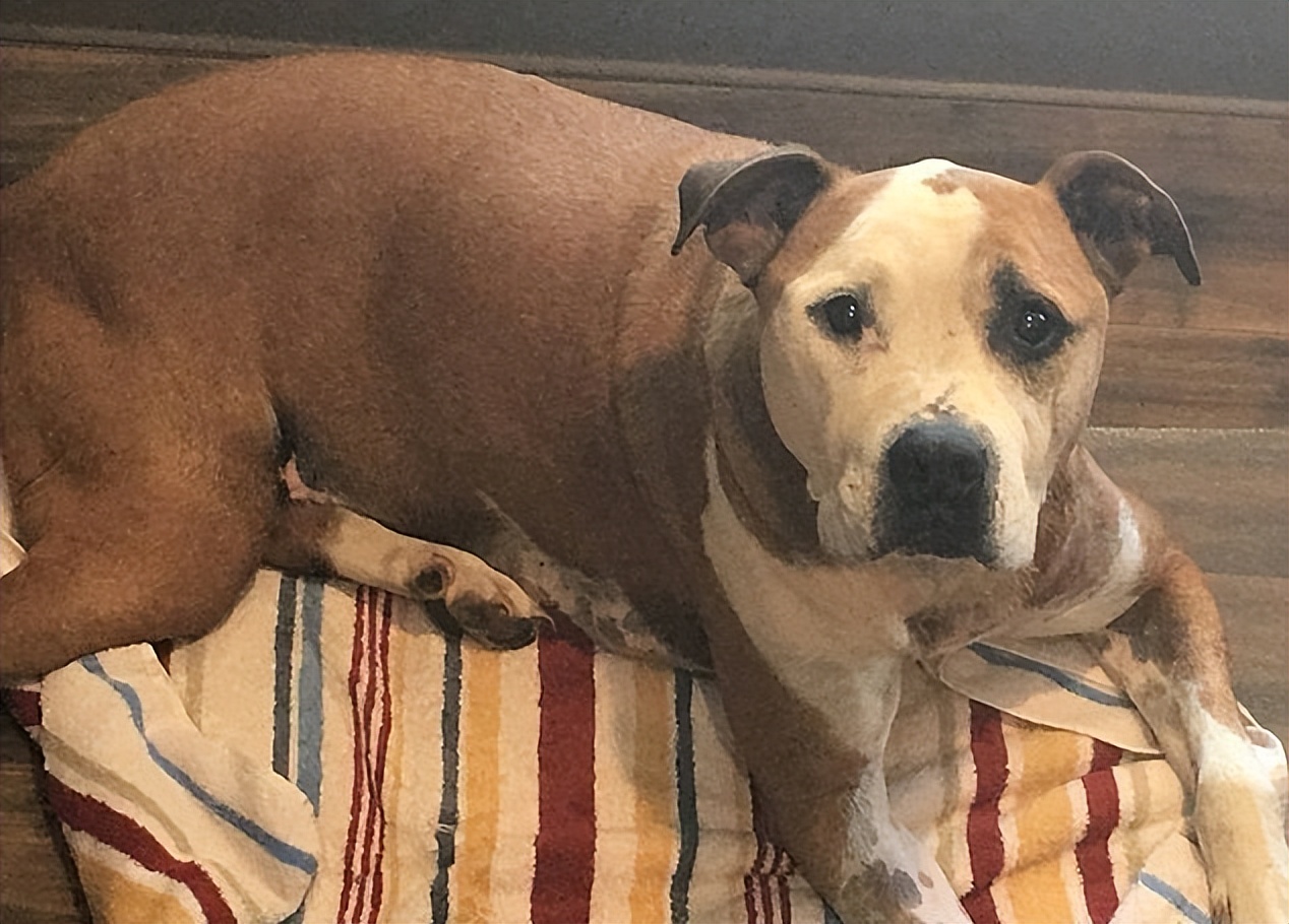 烈性犬不拴绳后续,大型犬主人未拴绳咬小型犬