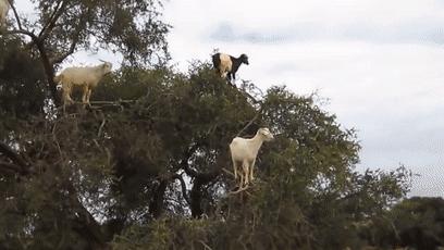 摩洛哥踢球干净吗,摩洛哥的羊为什么上树