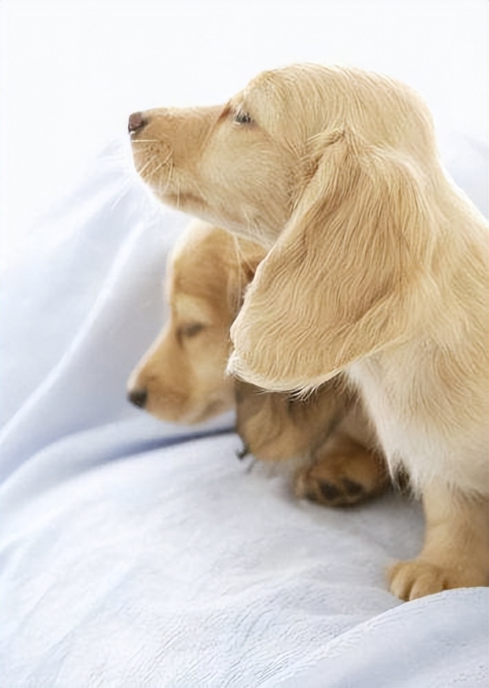 金毛小狗的饲养技术,小太阳金毛饲养教程