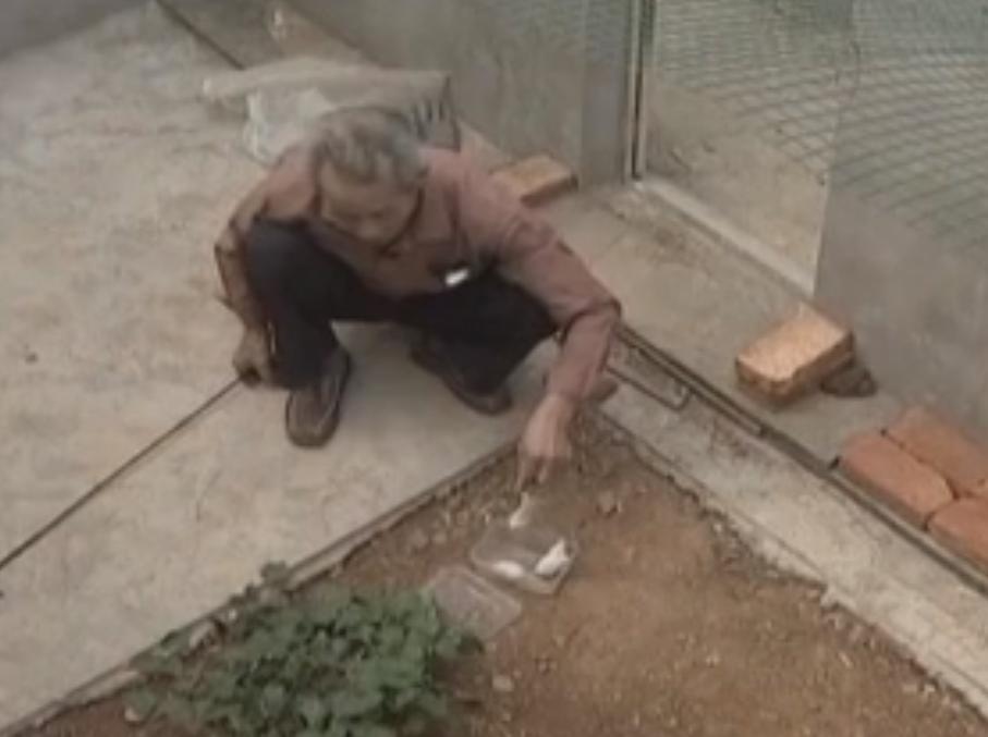 农村老汉把毒蛇养得像亲儿子一样,江西六旬老汉养毒蛇