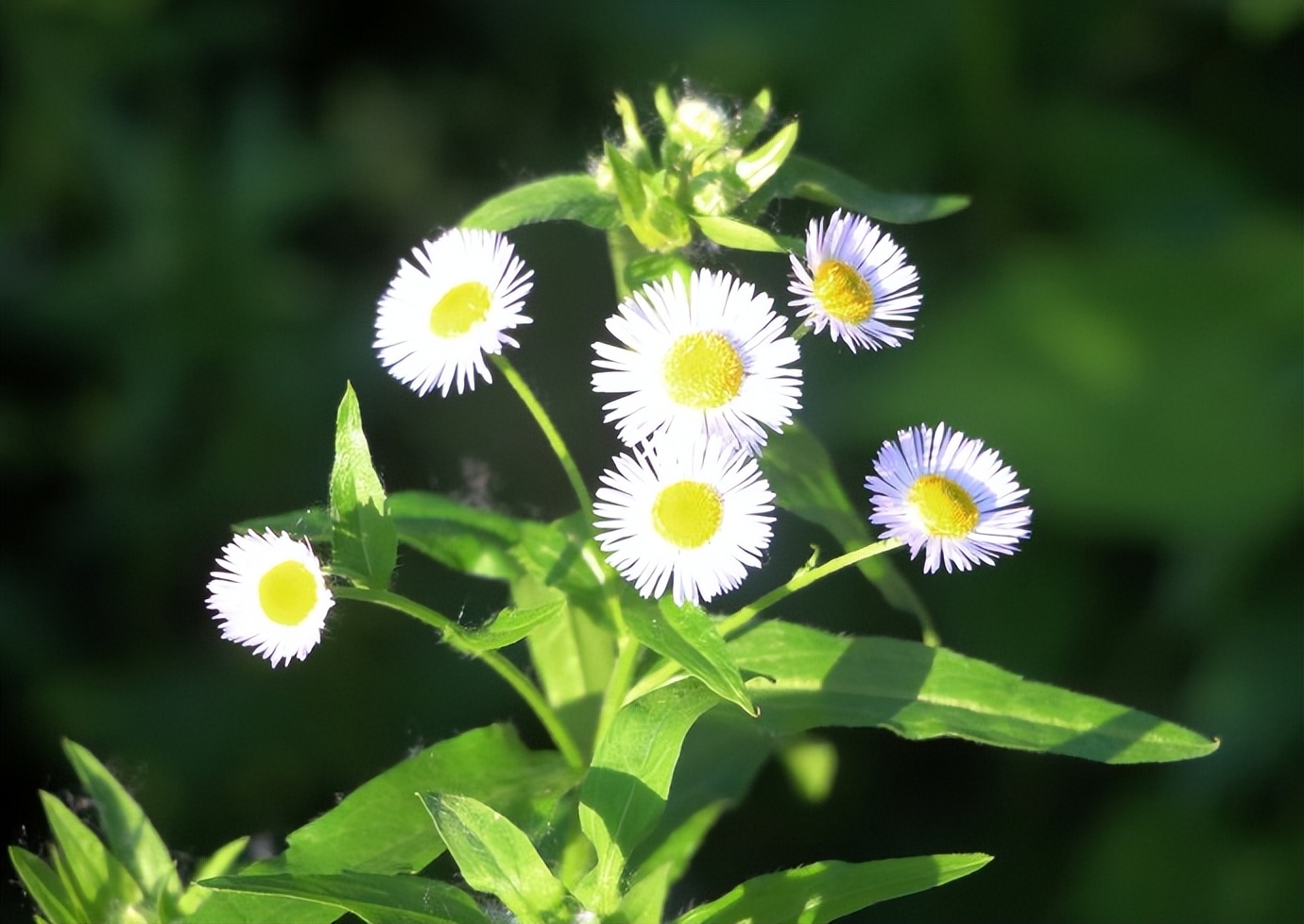 浣撴鍓嶄竴澶╁皬閰屽彲浠ュ悧,浣撴鍠濋厭