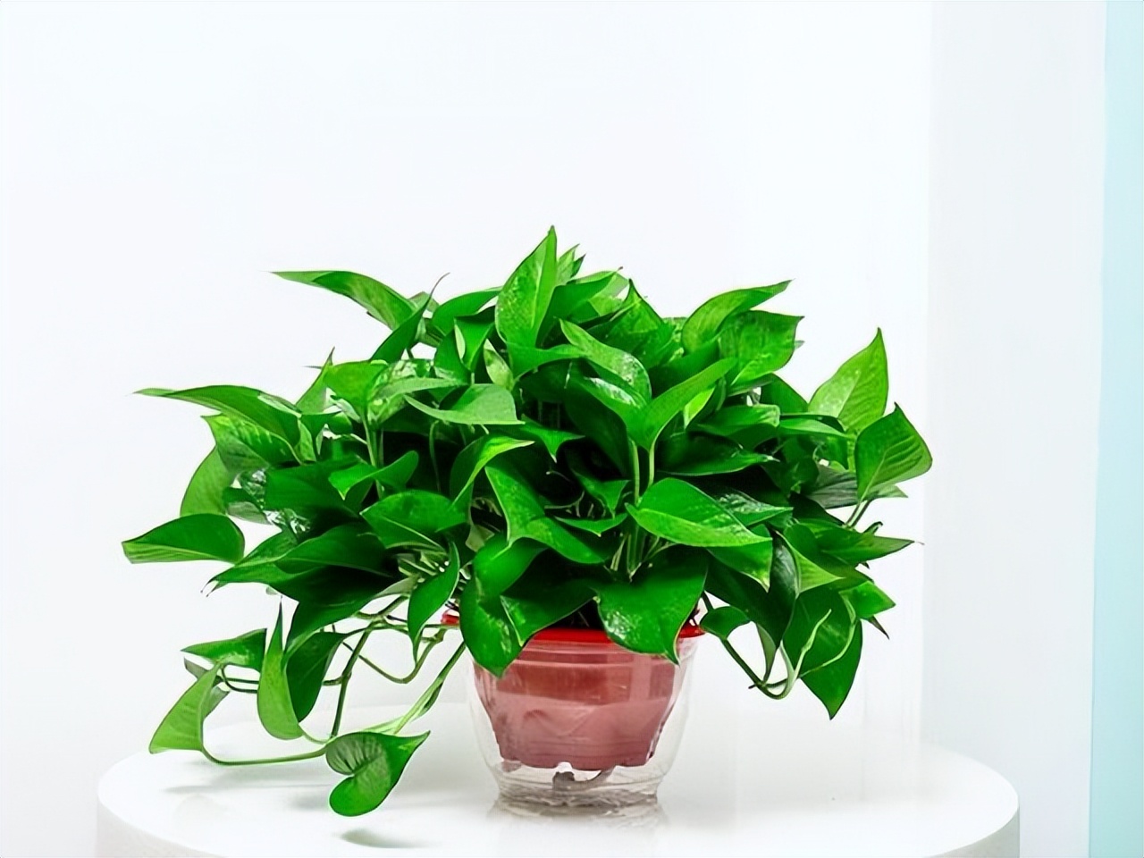 多肉植物能够吸附甲醛,多肉植物有吸甲醛功效吗