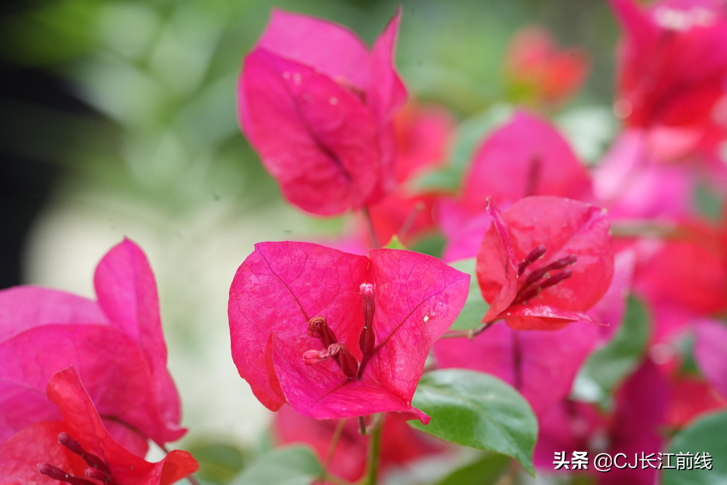 河南淮滨:乡政府旁的“樊家花园”(组图)