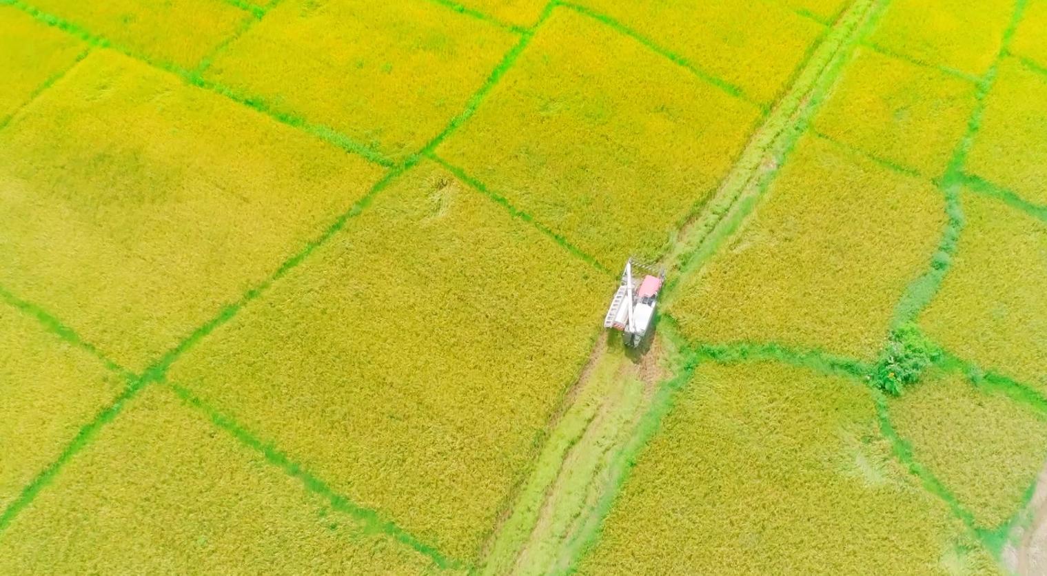 助力乡村振兴发展富硒产业,发展富硒农业驱动乡村振兴