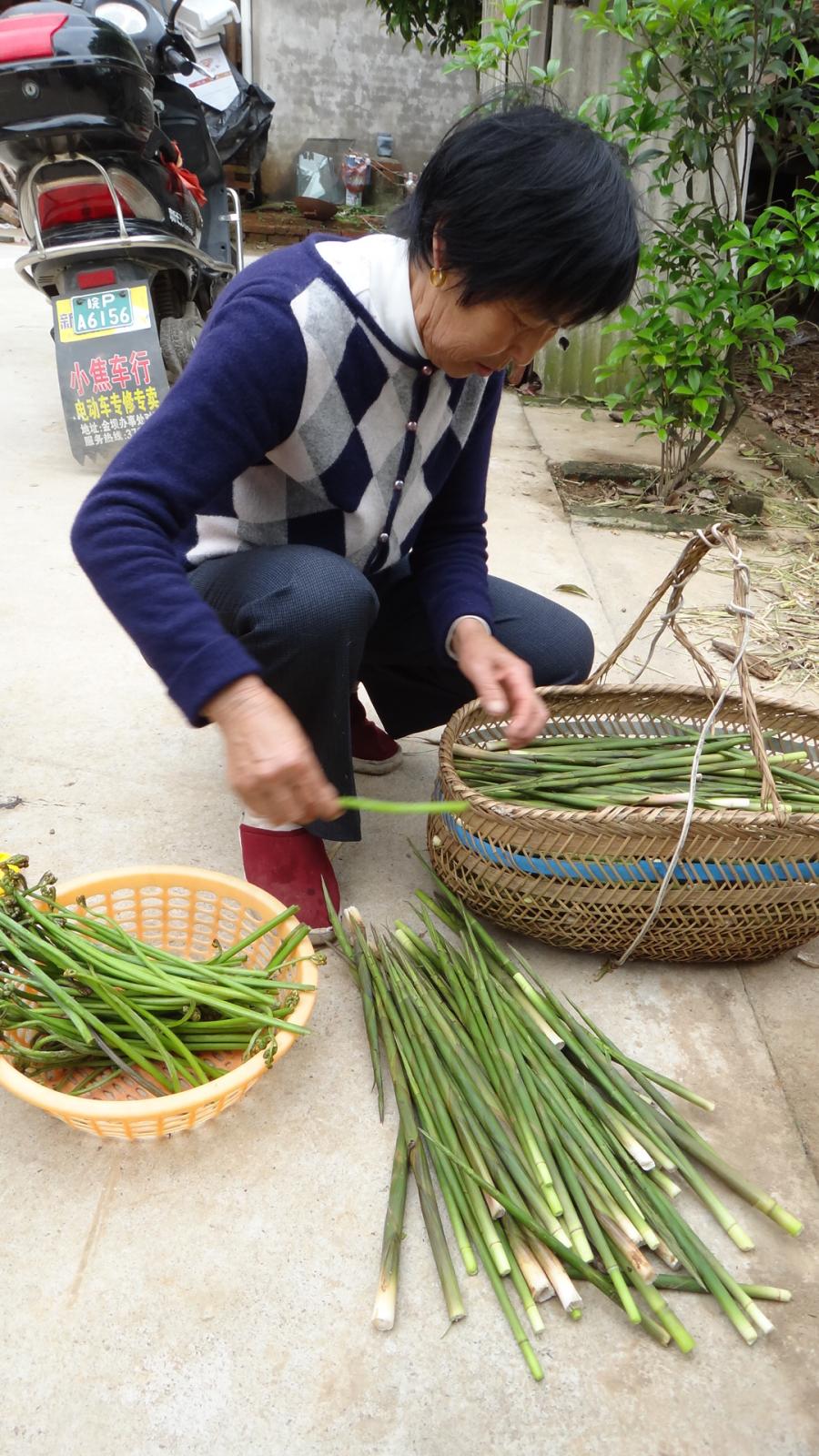 山民教剥竹笋只需3步轻松剥出笋,每日农经挖笋技巧视频