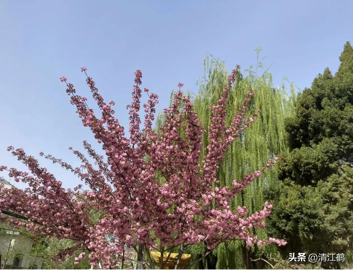 榆叶梅病害有哪些,榆叶梅的观赏特性有哪些呢