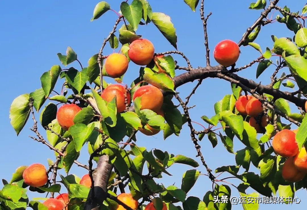 陕西宾馆迎来最佳观花赏景季节,陕西宾馆内景色