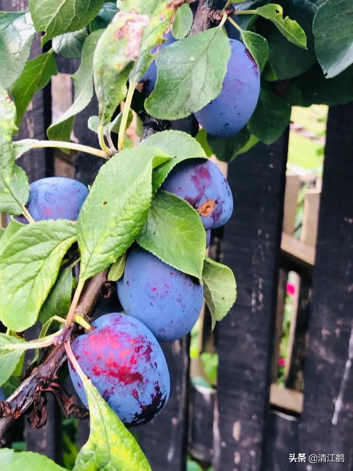 大生M45杀菌剂的作用？3类使用方法可精准防控病害，促进壮苗