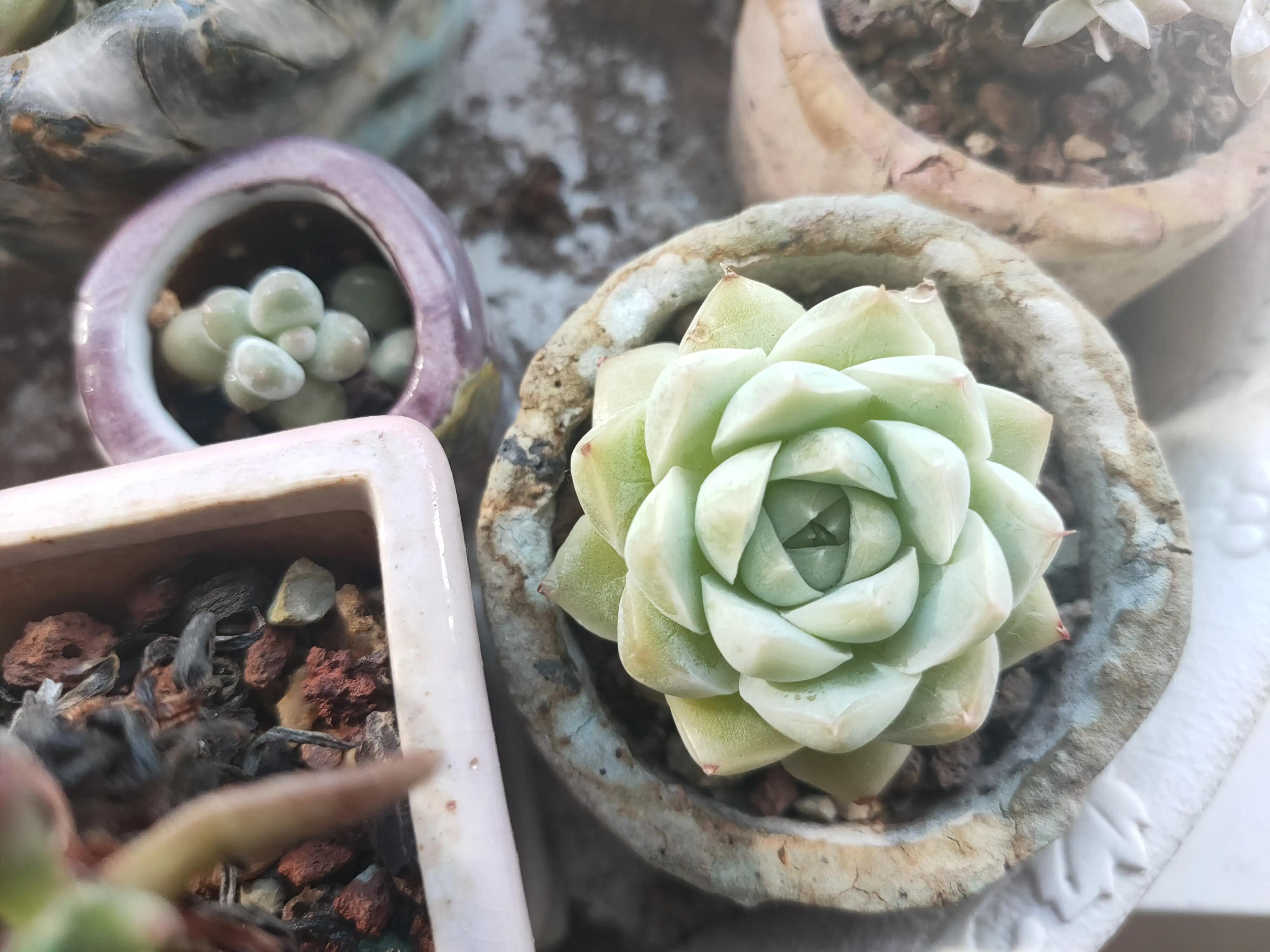 雪樱多肉韩国进口,韩国芦荟多肉品种