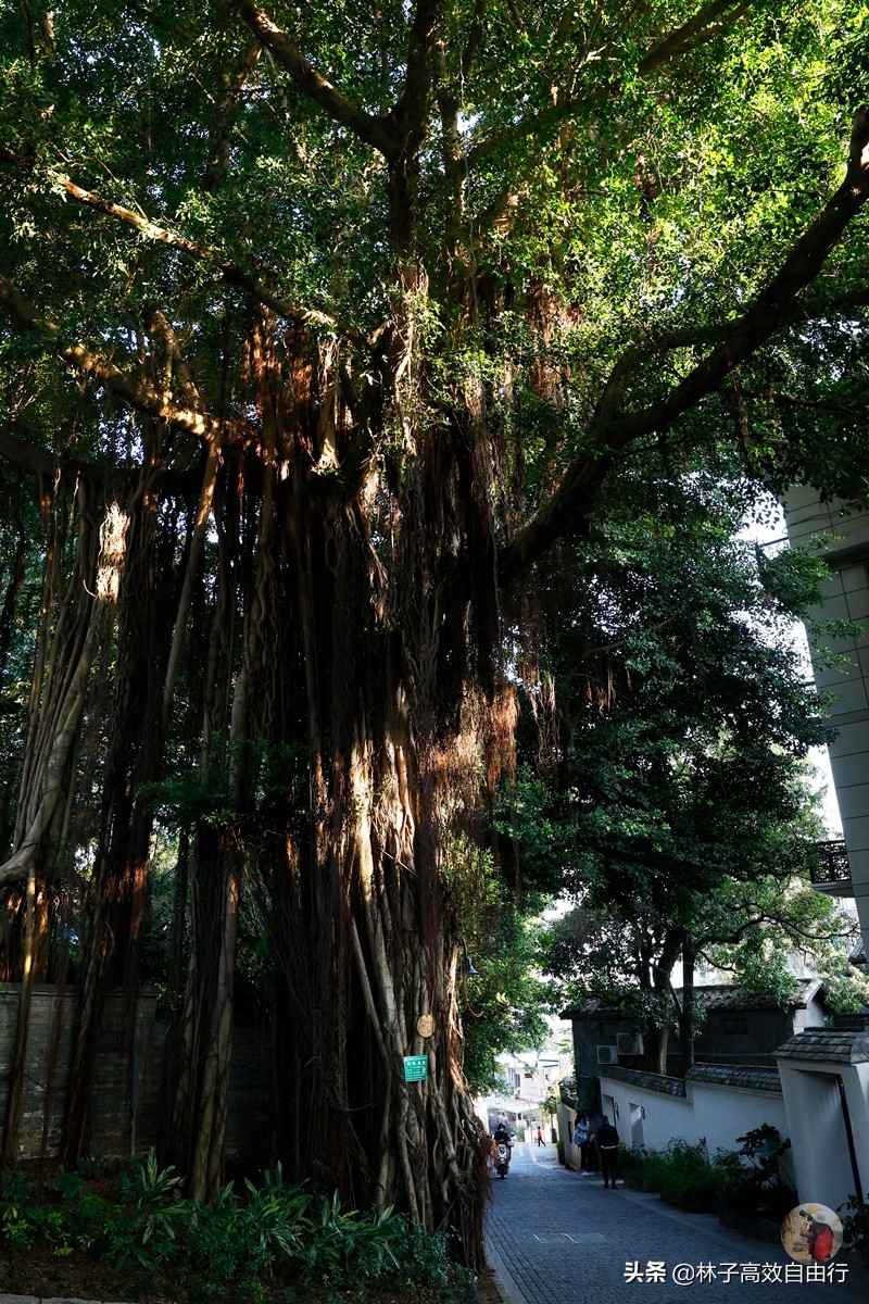 福州最新玩法,福州市区游玩攻略