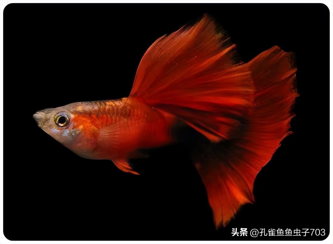 春季鱼为什么死亡如何救活,自己养的鱼无征兆死亡怎么回事