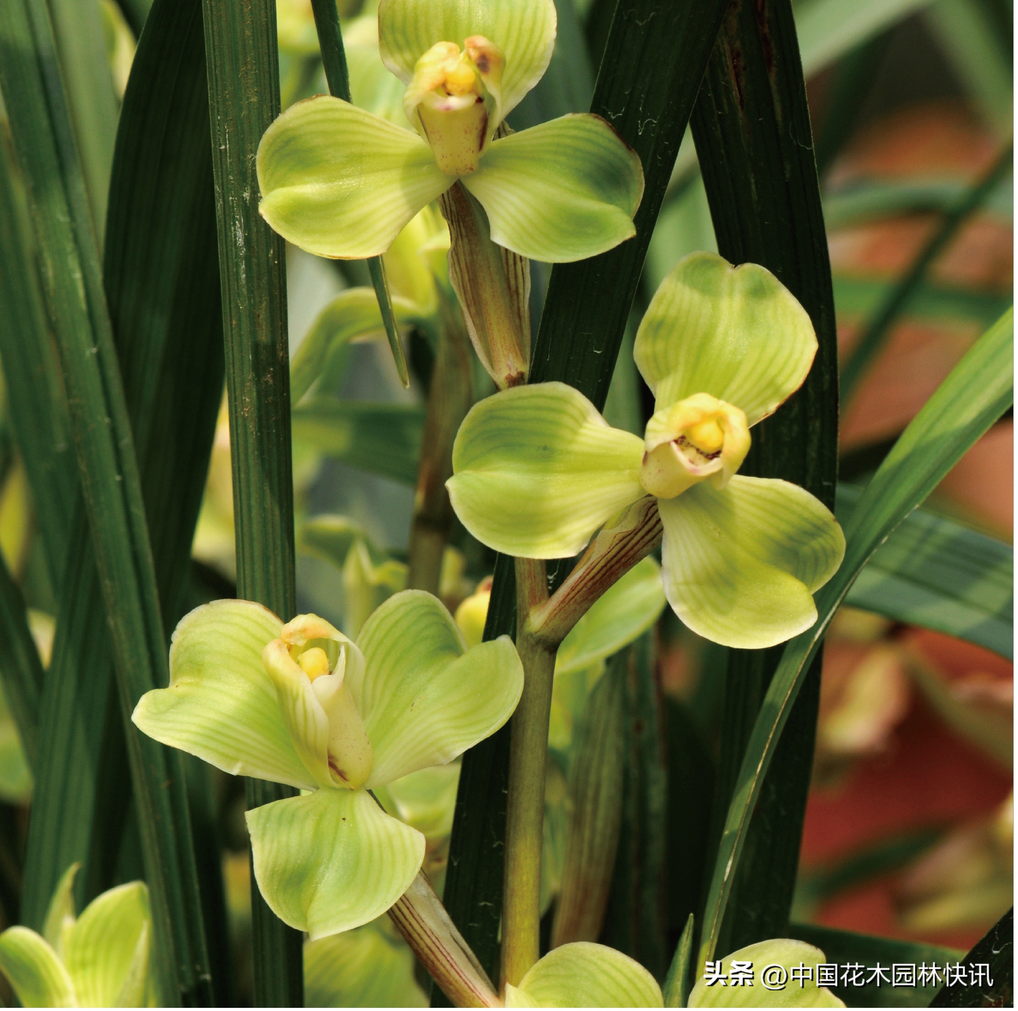 2023春剑十大名兰,四川春剑五大名兰