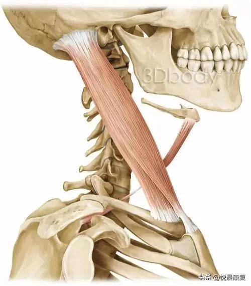 副神经的解剖功能,副神经解剖