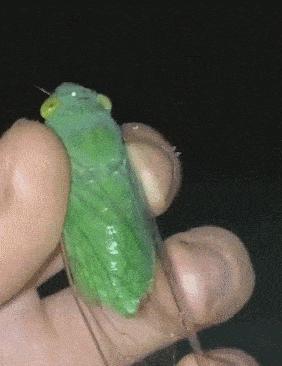 女朋友平胸是什么心理,女生平胸如何安慰