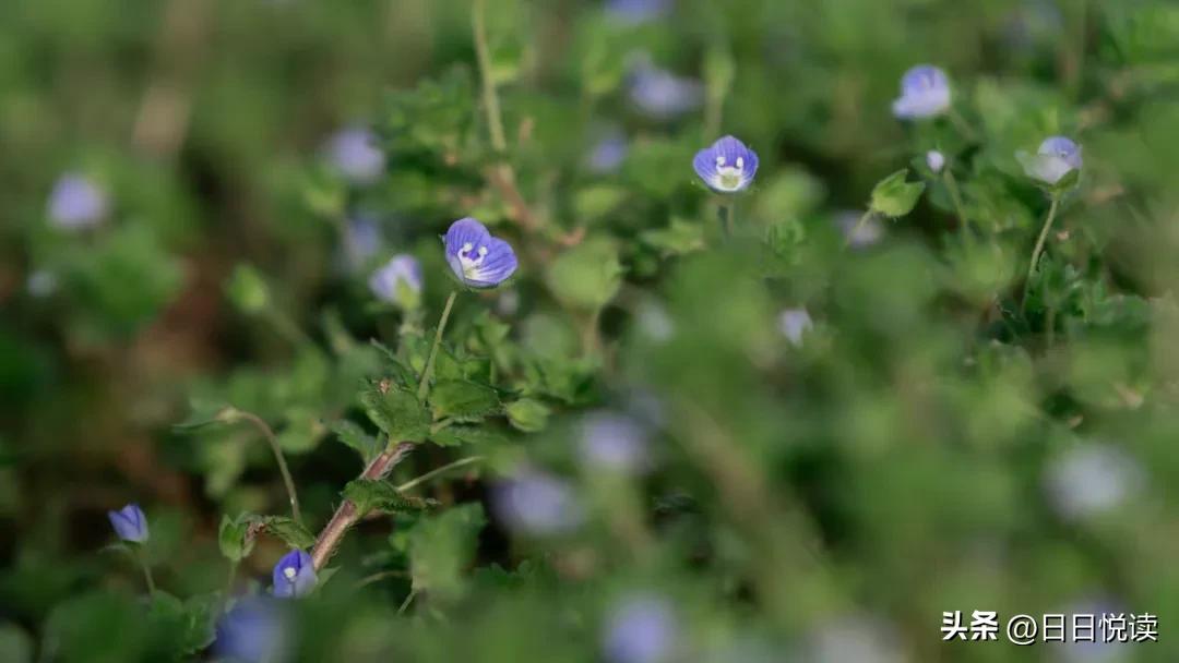 湖北荆州：石首“繁花”上大分↑即将刷爆朋友圈！