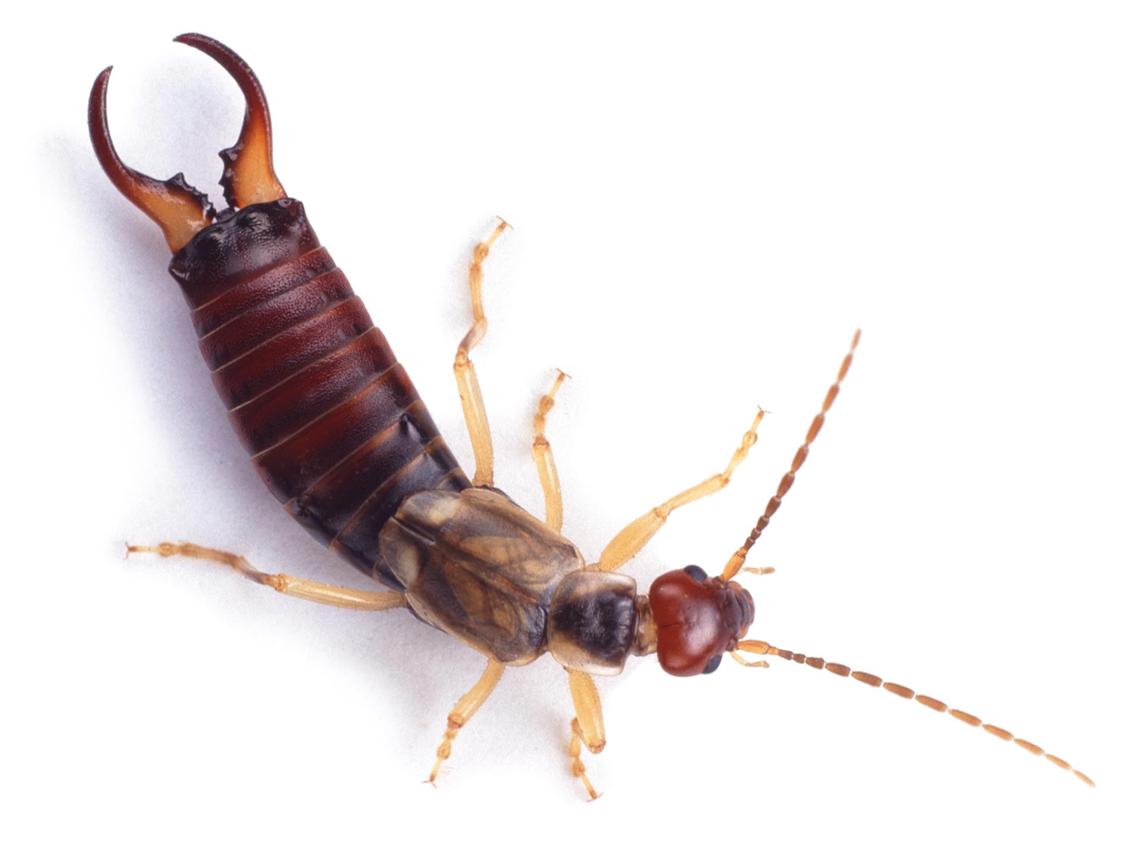 谁是最护baby的人,蠼螋如何照顾自己的孩子