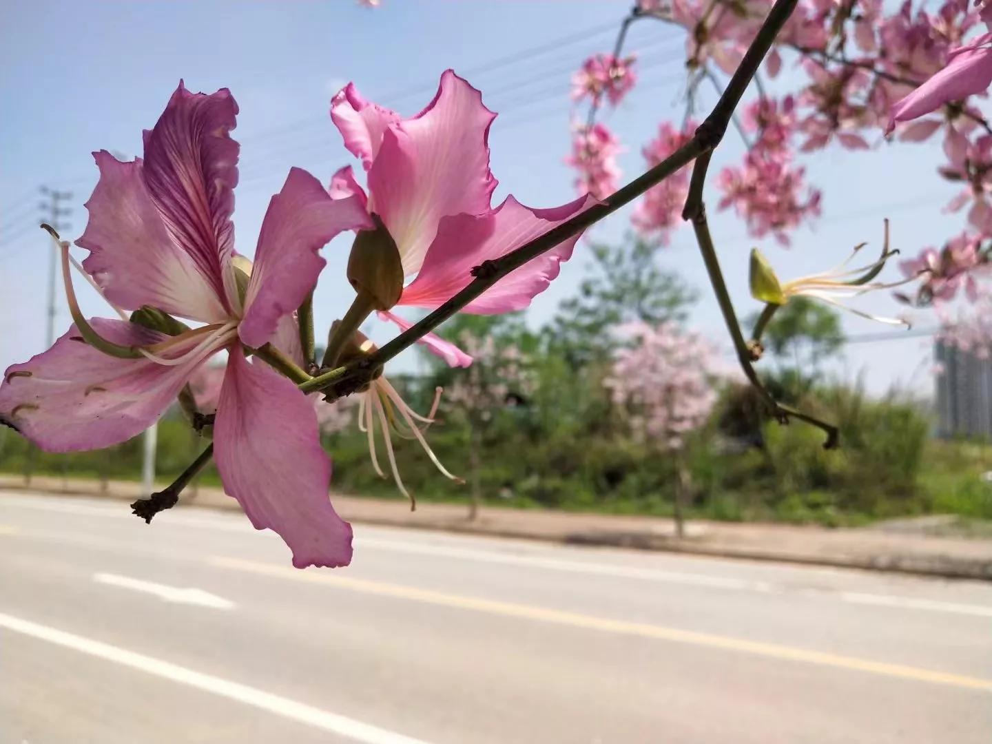 为让我参加同事孩子百日宴，丁克老公花29800给我买包包