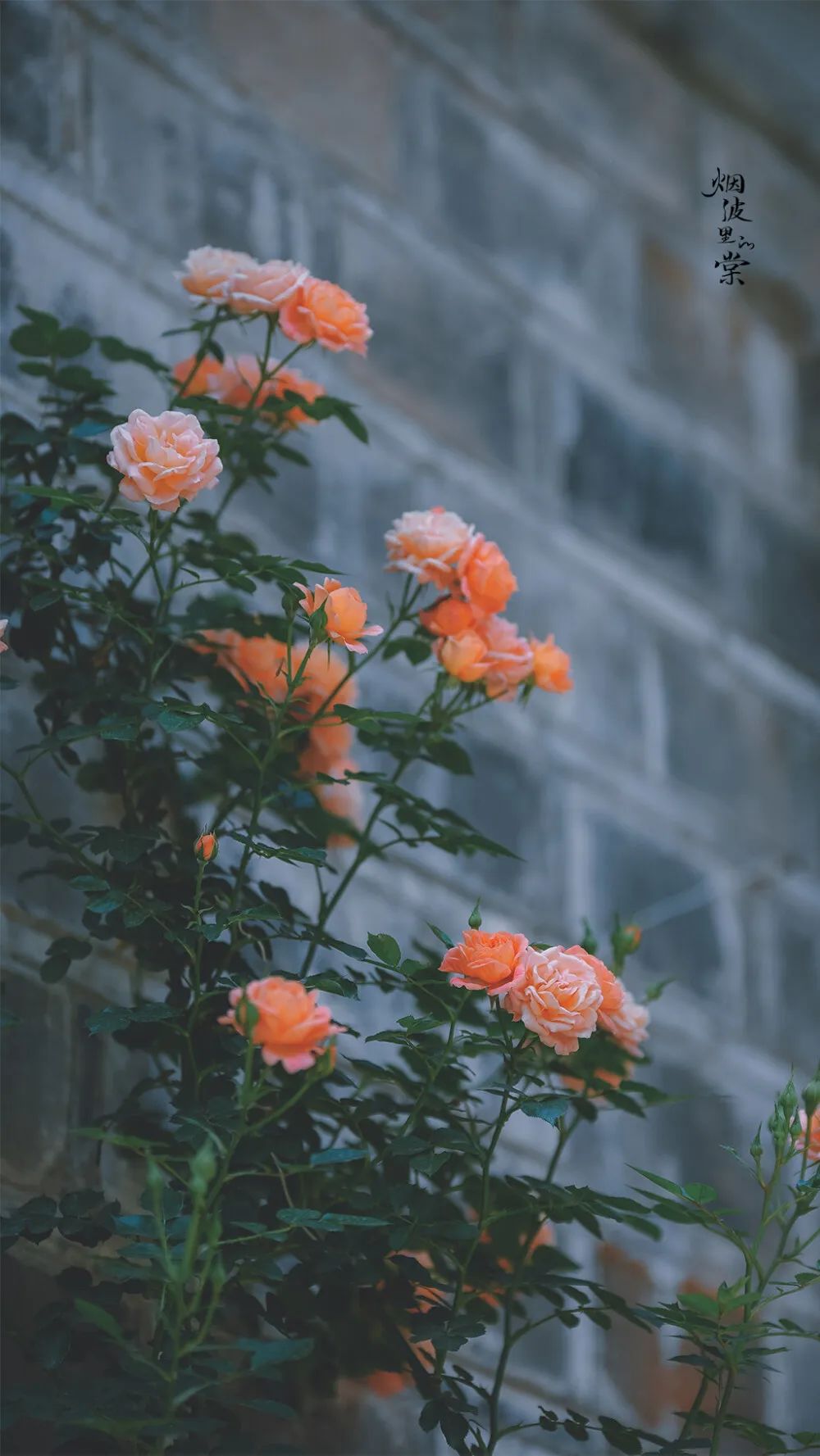 散文朗诵六月的夏天,六月的散文